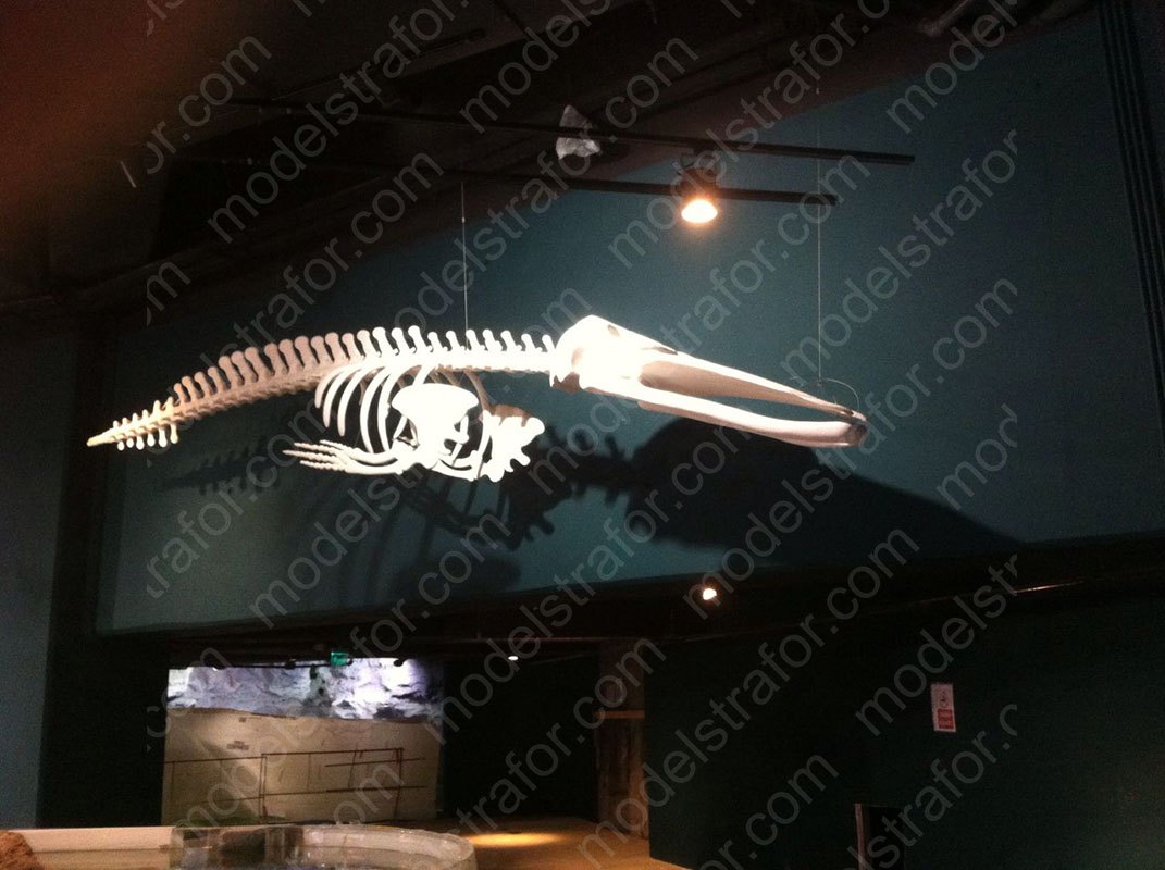 600 cm Strafor Balina İskeleti Çalışması
